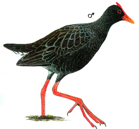   (Gallicrex cinerea)