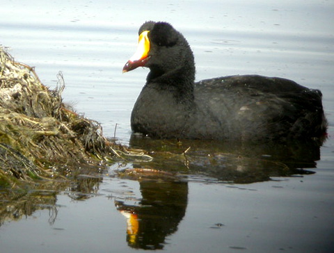   (Fulica gigantea)