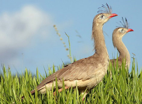   (Cariama cristata)