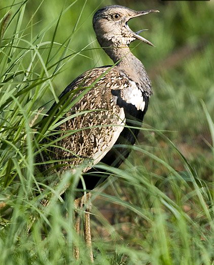    (Eupodotis ruficrista)