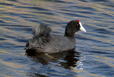   (Fulica cristata)