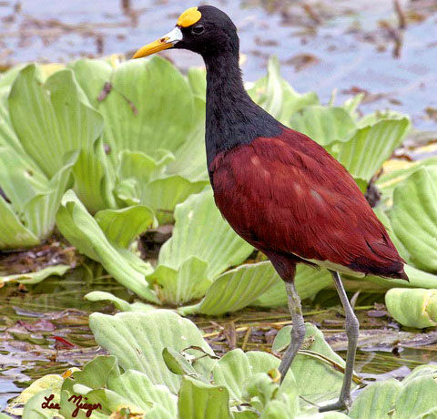   (Jacana jacana)