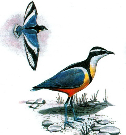   (Pluvianus aegiptius)