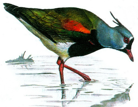 Кайенская пигалица (Vanellus chilensis)