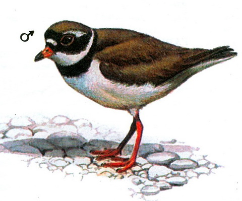  (Charadrius hiaticula)