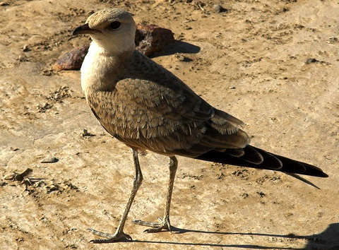   (Stiltia isabella)