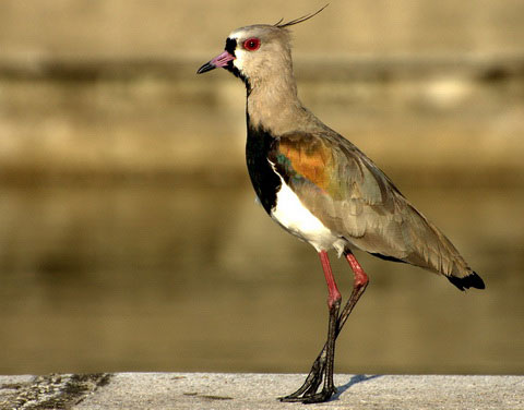   (Vanellus chilensis)