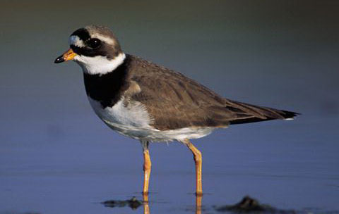  (Charadrius hiaticula)