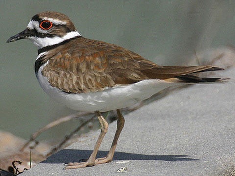   (Charadrius vociferus)