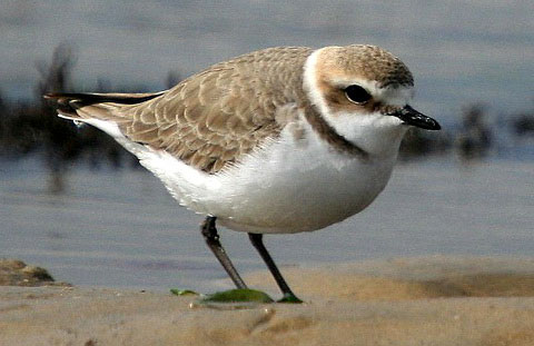   (Charadrius alexandrinus)