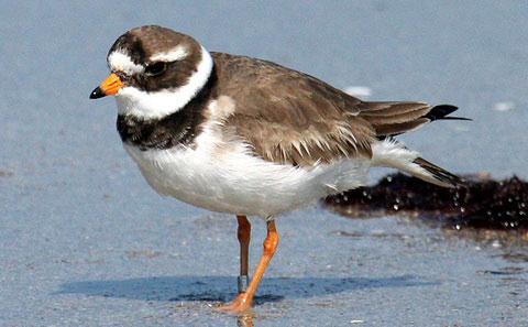   (Charadrius frontalis)