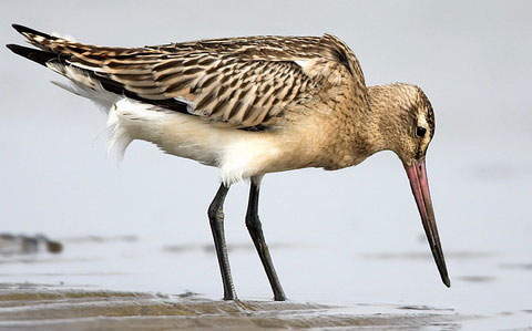   (Limosa lapponica)