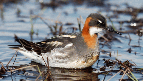   (Phalaropus lobatus)