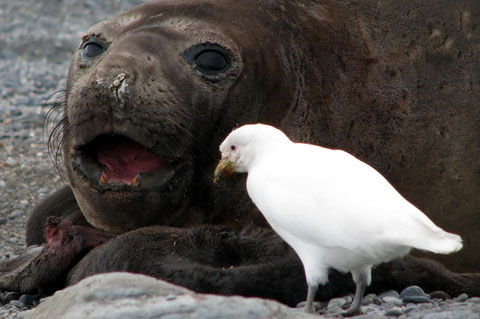   (Chionis alba)