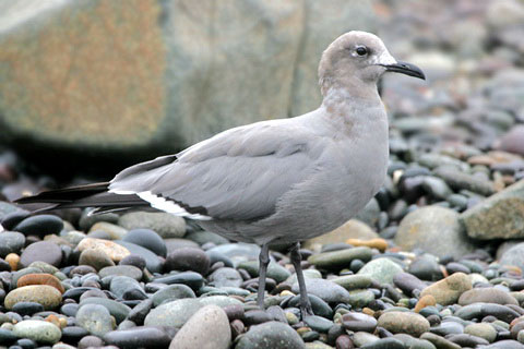   (Larus modestus)