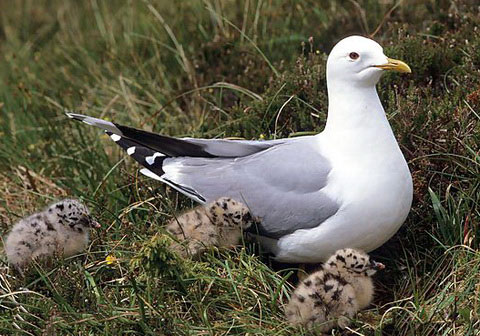   (Larus canus)