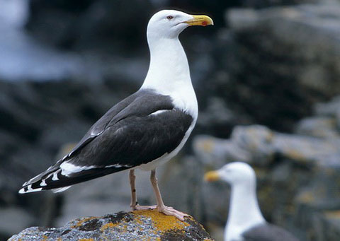    (Larus marinus)