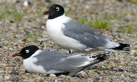   (Larus pipixcan)