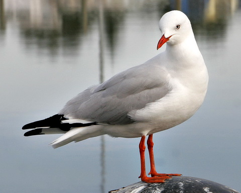   (Larus novaehollandiae)