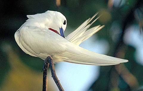   (Gygis alba)