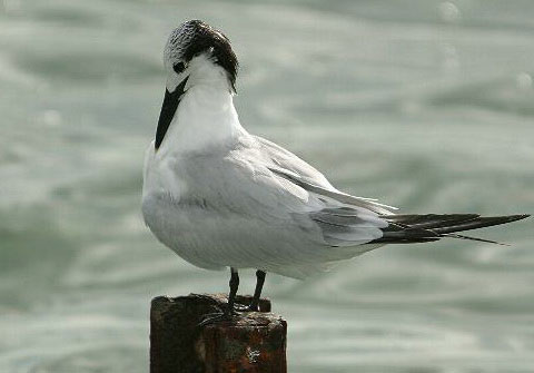   (Gelochelidon nilotica)