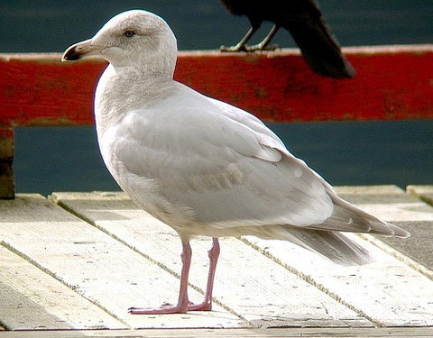  (Larus hyperboreus)