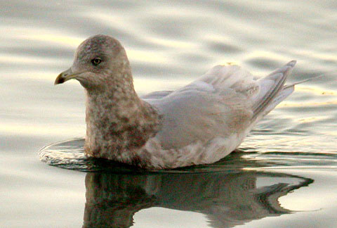    (Larus glaucoides)