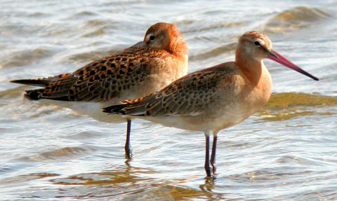   (Limosa limosa)