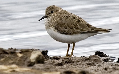   (Calidris temminckii)