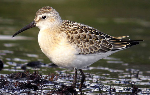  (Calidris ferruginea)