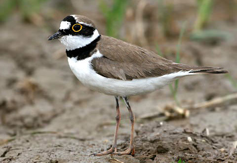   (Charadrius dubius)