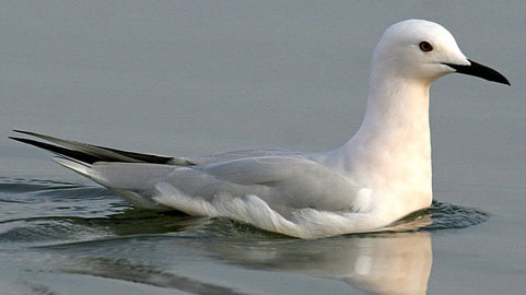   (Larus genei)