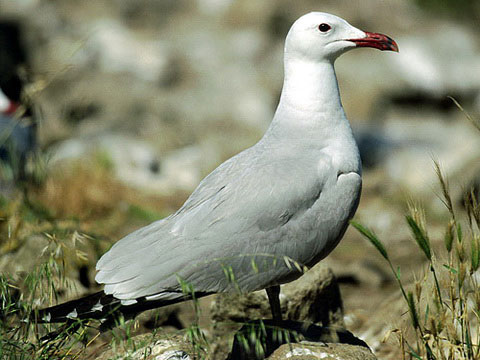   (Larus audouinii)