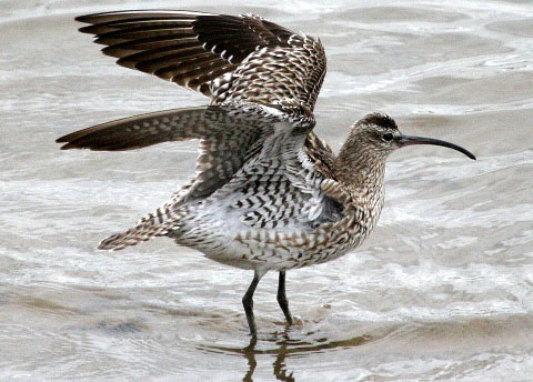   (Numenius phaeopus)