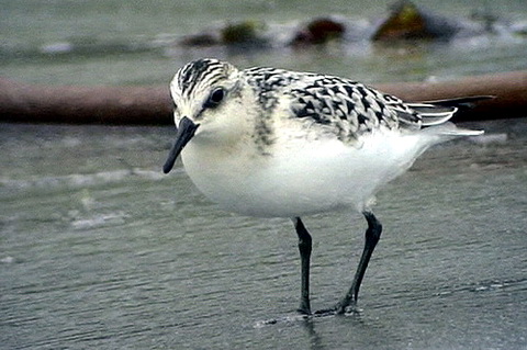  (Calidris alba)