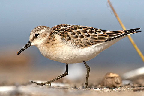 - (Calidris minuta)