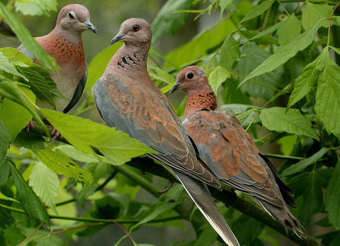   (Streptopelia senegalensis)