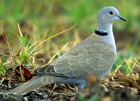   (Streptopelia decaocto)