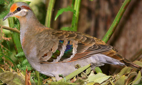   (Zenaida galapagoensis)