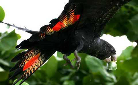 Краснохвостый черный какаду (Calyptorhynchus magnificus)