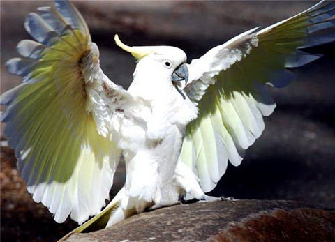    (Cacatua galerita)