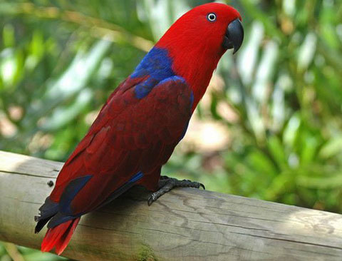   (Eclectus roratus)