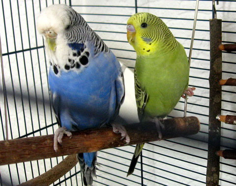   (Melopsittacus undulatus)