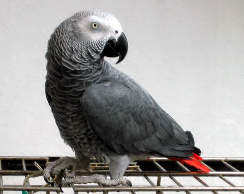 Серый попугай (Жако)(Psittacus erithacus)