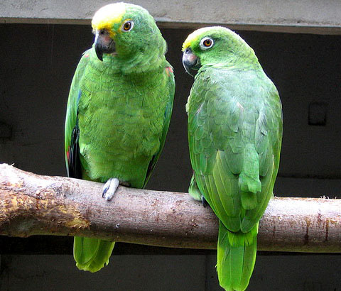   (Amazona ochrocephala)