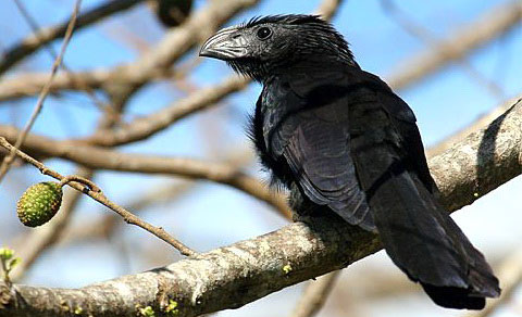 - (Crotophaga sulcirostris)