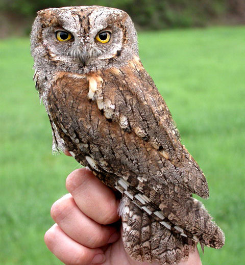  (Otus scops)