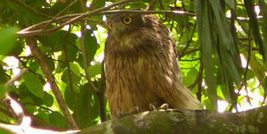    (Bubo zeylonensis)