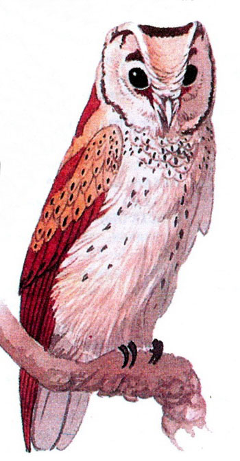 Восточная масковая сипуха (Phodilus badius)