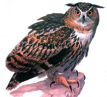   (Bubo bubo)